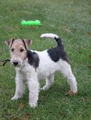 Foxterrier/Drahthaar Welpen mit Ahnentafel in 31628