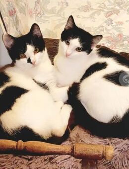 Sarah & Sasha Ruhiges Dreamteam - Unterföhring