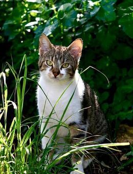 Freigänger Coco - Ellerbek