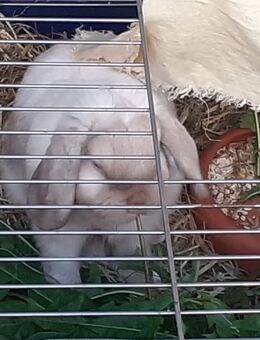 weißes Widder Kaninchen 1 Jahr alt mit großem Käfig - Potsdam