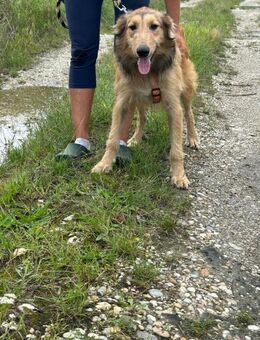 Kuko ❤️ Schutzgebühr 500 Euro - Burgsinn