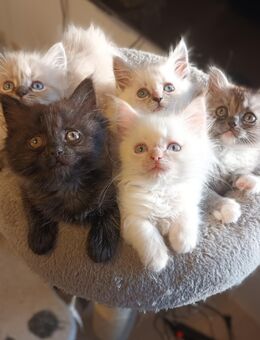 Süße Maine-Coon - Ragdoll Mix Katzenbabys, Babykatzen, Kitten, Katzen Perserkatze, cats - Berlin Steglitz-Zehlendorf