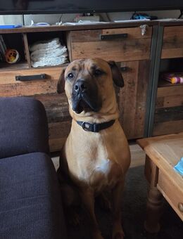 Hund sucht neues zu Hause - Flensburg