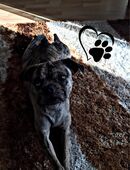 Kleiner Hund mit großem Herz in 83088