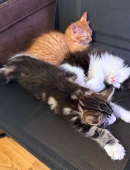 Kätzchen, Kater, Kitten, Maine Coon-Mix - Aachen