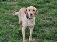 Camila gerettet von der Straße in RO - Blankenheim (Nordrhein-Westfalen)