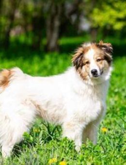 Kuschelbär Mischa sucht sein Zuhause - Duisburg
