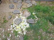 Griechische Landschildkröten 1 Jahr bis 10 Jahre alt - Angelbachtal