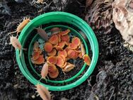 Porcellionides pruinosus “Kubanische Asseln (orange)” - Waldkraiburg