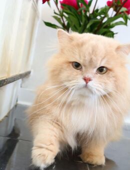 Reinrassige BLH Katze cy12 lilac golden shell - Hof