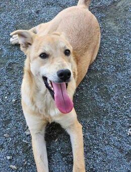 Panna- Körbchen gesucht - Nürnberg