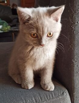 BKH Kitten Katerchen - Busenberg