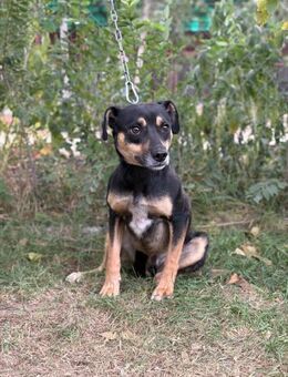 Malna sucht ein schönes Zuhause - Heinsberg
