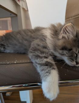 Main Coon - Sibirische Waldkatze - Mix Kitten - Panschwitz-Kuckau