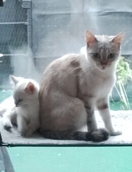 Kitten - Ennepetal (Stadt der Kluterhöhle)