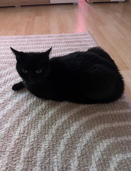2 Katzen suchen ein liebevolles Zuhause - Viechtach