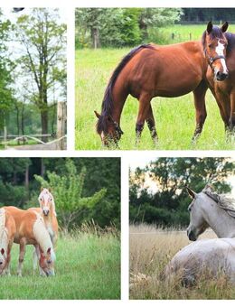 Romantische Finca mit Stallungen und Pferdeweide - Buchholz (Nordheide)