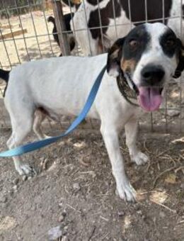 Monet - gesellig, sozial und verspielt - Heppenheim (Bergstraße)