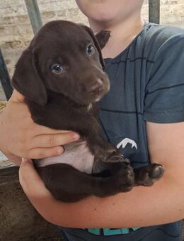 Jack Russel Mix Welpen - Geisa