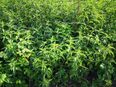 Große Brennnessel Samen essbar Tee Brennessel Urtica dioica Saat Brennnesselsamen Brennnesseltee Heilpflaze Nutzpflanze natürlicher Dünger garden wildflower Geschenk flower present Sonne Ostern Vatertag Blumenwiese in 74629