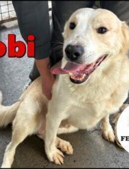 hübscher Tobi sucht sein Glück - Margetshöchheim