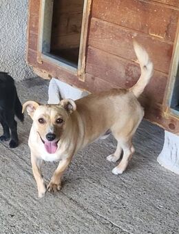 Yoshi - kleiner liebevoller Rüde - Tettau (Bayern)