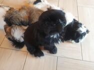 Shih Tzu Welpen!!! - Witzenhausen