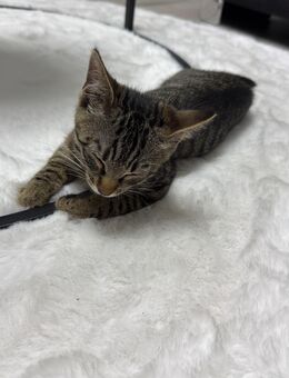 6 Monate altes Kitten mit Zubehör zum Abgeben . Notfall!! - Kaufbeuren Zentrum