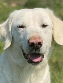 Queenie, geb. ca. 03/2020, Griechenland - Euskirchen