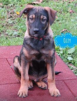 Ozzy - typisch Welpe - Flörsheim-Dalsheim