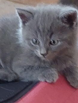 Süsses kleines Mixkaterchen sucht noch nach einem neuen Zuhause - Neumarkt-Sankt Veit