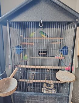 3 Sittiche mit großem Käfig abzugeben - Gronau (Leine)