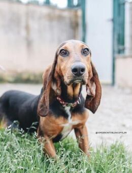 Pedro wurde vom Jäger abgegeben - Wöllstadt