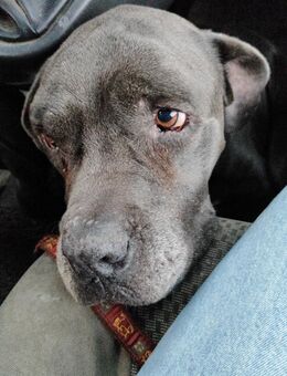 Doggenmix abzugeben - Lichtenfels Zentrum