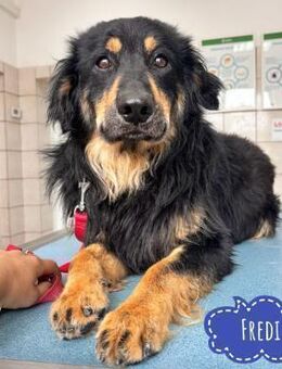 Fredi ein Freund fürs Leben - Flörsheim-Dalsheim
