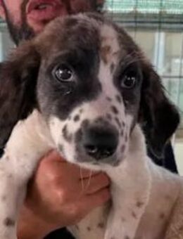 Shannon- so ein süßes Hundemädchen - Regensburg