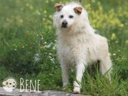 Bene sucht ruhige erfahrene Menschen - Untergruppenbach