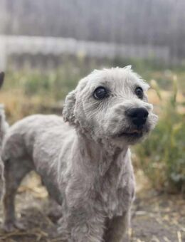 Chewy sucht Frende fürs Leben - Berlin