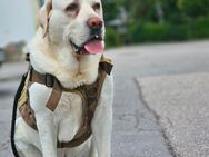 Labrador Rüde abzugeben