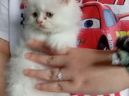 Perser/Maine Coon Kitten - Mücke