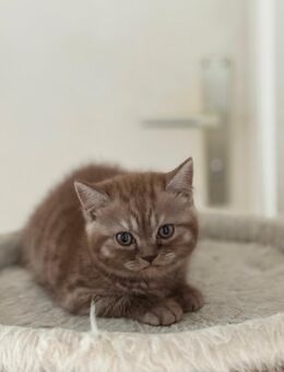 Reinrassige BKH Kitten suchen ein liebevolles Zuhause - Augsburg