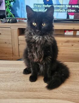 noch 2 entzückende Maine Coon Mädchen suchen für immer ein liebevolles Zuhause - Rüsselsheim