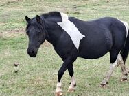 Kinderlieder Pony - Neuenkirchen (bei Greifswald)