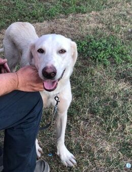 Bruno💙💙💙lieber Hundejunge - Bad Karlshafen