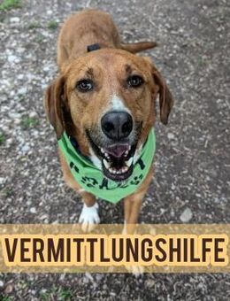 Vermittlungshilfe für Bronte ❤️ - Saarbrücken