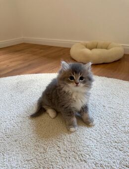 4 BLH Kitten suchen noch ein liebevolles Zuhause - Kamen