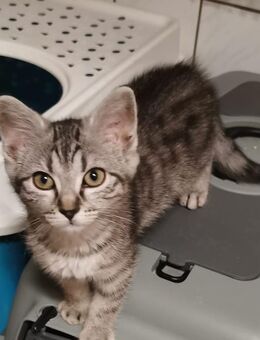 Katzenkinder Auszugbereit 😀🍀 - Schwabmünchen