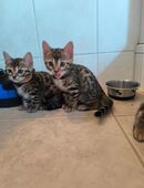 Bengal Kitten in 15295