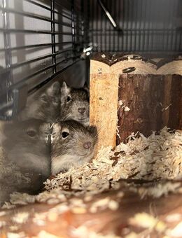 2 Degu Weibchen - Bannewitz