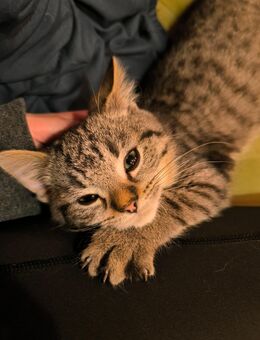 3 Tolle EKH /BLH Mix Kitten suchen ein Zuhause - Wunstorf